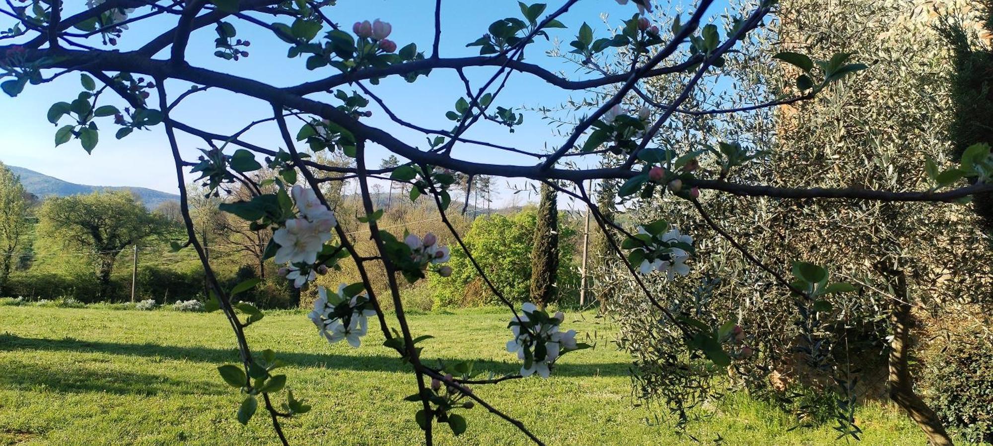 I Salici Agriturismo Badia Agnano Eksteriør billede